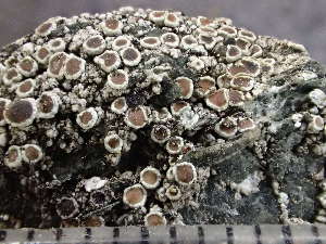  ( - O-L-246021)  @11 [ ] by-nc (2025) Reidar Haugan University of Oslo, Natural History Museum