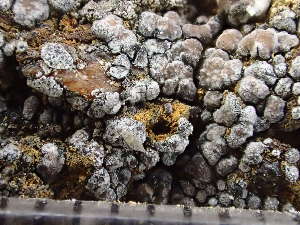  ( - O-L-246030)  @11 [ ] by-nc (2025) Reidar Haugan University of Oslo, Natural History Museum