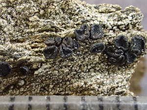  ( - O-L-246032)  @11 [ ] by-nc (2025) Reidar Haugan University of Oslo, Natural History Museum