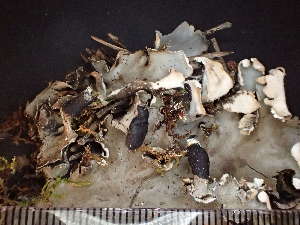  ( - O-L-246033)  @11 [ ] by-nc (2025) Reidar Haugan University of Oslo, Natural History Museum