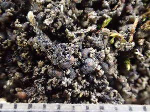  (Fuscopannaria sp - O-L-246039)  @11 [ ] by-nc (2025) Reidar Haugan University of Oslo, Natural History Museum