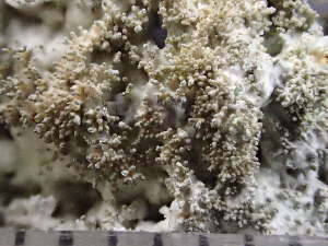  ( - O-L-246044)  @11 [ ] by-nc (2025) Reidar Haugan University of Oslo, Natural History Museum