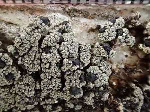  ( - O-L-246048)  @11 [ ] by-nc (2025) Reidar Haugan University of Oslo, Natural History Museum