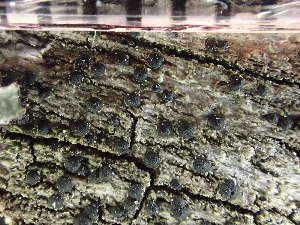  ( - O-L-246049)  @11 [ ] by-nc (2025) Reidar Haugan University of Oslo, Natural History Museum