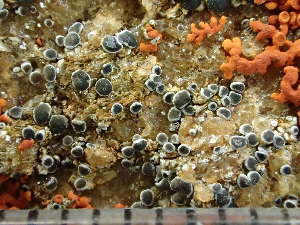  ( - O-L-246059)  @11 [ ] by-nc (2025) Reidar Haugan University of Oslo, Natural History Museum