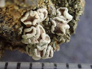  (Lecanora andrewii - O-L-246067)  @11 [ ] by-nc (2025) Reidar Haugan University of Oslo, Natural History Museum