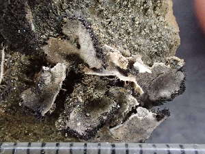  ( - O-L-246079)  @11 [ ] by-nc (2025) Reidar Haugan University of Oslo, Natural History Museum
