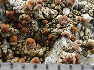  ( - O-L-246092)  @11 [ ] by-nc (2025) Reidar Haugan University of Oslo, Natural History Museum