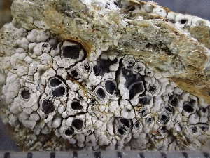  ( - O-L-246093)  @11 [ ] by-nc (2025) Reidar Haugan University of Oslo, Natural History Museum