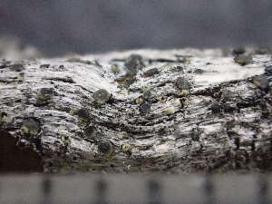  ( - O-L-246110)  @11 [ ] by-nc (2025) Reidar Haugan University of Oslo, Natural History Museum