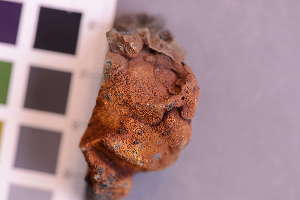  ( - O-L-246179)  @11 [ ] by-nc (2025) Erik J. Möller University of Oslo, Natural History Museum