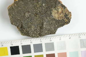  (Scoliciosporum sp - O-L-246187)  @11 [ ] by-nc (2025) Erik J. Möller University of Oslo, Natural History Museum