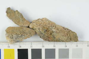  ( - O-L-246207)  @11 [ ] by-nc (2025) Erik J. Möller University of Oslo, Natural History Museum