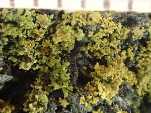  (Candelariella pacifica - O-L-246558)  @11 [ ] by-nc (2025) Reidar Haugan University of Oslo, Natural History Museum