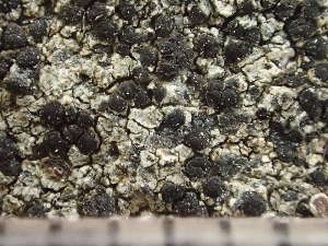  ( - O-L-246563)  @11 [ ] by-nc (2025) Reidar Haugan University of Oslo, Natural History Museum