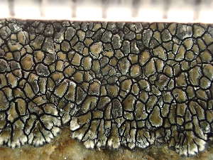  ( - O-L-246589)  @11 [ ] by-nc (2025) Reidar Haugan University of Oslo, Natural History Museum