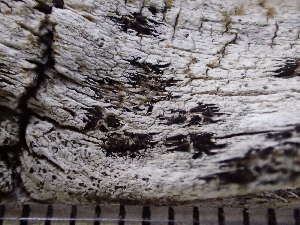  ( - O-L-246618)  @11 [ ] by-nc (2025) Reidar Haugan University of Oslo, Natural History Museum