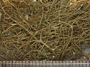  ( - O-L-246632)  @11 [ ] by-nc (2025) Reidar Haugan University of Oslo, Natural History Museum