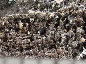  ( - O-L-246634)  @11 [ ] by-nc (2025) Reidar Haugan University of Oslo, Natural History Museum