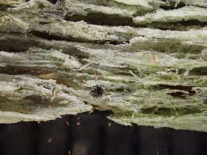  (Ostropales - O-L-246638)  @11 [ ] by-nc (2025) Reidar Haugan University of Oslo, Natural History Museum