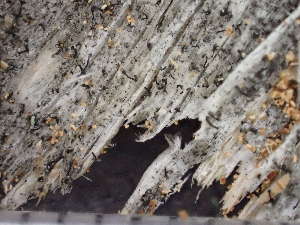  ( - O-L-246641)  @11 [ ] by-nc (2025) Reidar Haugan University of Oslo, Natural History Museum