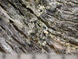  (Micarea eximia - O-L-246644)  @11 [ ] by-nc (2025) Reidar Haugan University of Oslo, Natural History Museum