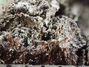  ( - O-L-246646)  @11 [ ] by-nc (2025) Reidar Haugan University of Oslo, Natural History Museum