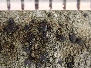  ( - O-L-246675)  @11 [ ] by-nc (2025) Reidar Haugan University of Oslo, Natural History Museum