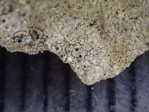  ( - O-L-246680)  @11 [ ] by-nc (2025) Reidar Haugan University of Oslo, Natural History Museum