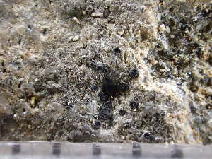  ( - O-L-246697)  @11 [ ] by-nc (2025) Reidar Haugan University of Oslo, Natural History Museum