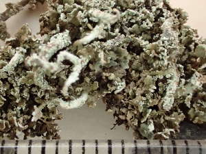  (Cladonia sp - O-L-246701)  @11 [ ] by-nc (2025) Reidar Haugan University of Oslo, Natural History Museum