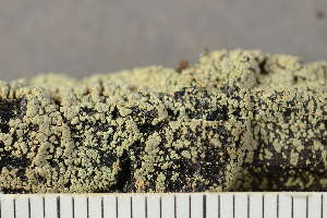  ( - O-L-246720)  @11 [ ] by-nc (2025) Einar Timdal University of Oslo, Natural History Museum