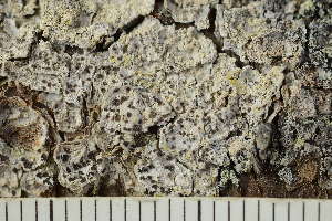  ( - O-L-246723)  @11 [ ] by-nc (2025) Einar Timdal University of Oslo, Natural History Museum