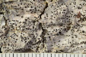  ( - O-L-246724)  @11 [ ] by-nc (2025) Einar Timdal University of Oslo, Natural History Museum