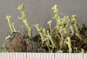  ( - O-L-246726)  @11 [ ] by-nc (2025) Einar Timdal University of Oslo, Natural History Museum