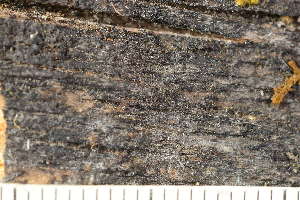  ( - O-L-246730)  @11 [ ] by-nc (2025) Einar Timdal University of Oslo, Natural History Museum