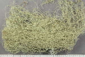  ( - O-L-246738)  @11 [ ] by-nc (2025) Einar Timdal University of Oslo, Natural History Museum