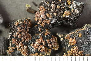  ( - O-L-246741)  @11 [ ] by-nc (2025) Einar Timdal University of Oslo, Natural History Museum