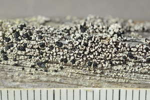  ( - O-L-246743)  @11 [ ] by-nc (2025) Einar Timdal University of Oslo, Natural History Museum