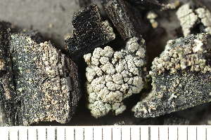 ( - O-L-246753)  @11 [ ] by-nc (2025) Einar Timdal University of Oslo, Natural History Museum