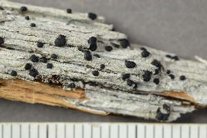  ( - O-L-246760)  @11 [ ] by-nc (2025) Einar Timdal University of Oslo, Natural History Museum