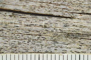  ( - O-L-246761)  @11 [ ] by-nc (2025) Einar Timdal University of Oslo, Natural History Museum