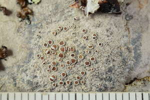  ( - O-L-246763)  @11 [ ] by-nc (2025) Einar Timdal University of Oslo, Natural History Museum