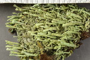  ( - O-L-246767)  @11 [ ] by-nc (2025) Einar Timdal University of Oslo, Natural History Museum