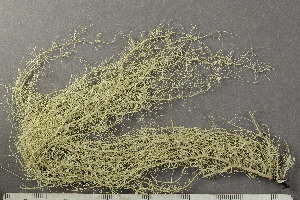  ( - O-L-246783)  @11 [ ] by-nc (2025) Einar Timdal University of Oslo, Natural History Museum