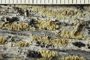  ( - O-L-246784)  @11 [ ] by-nc (2025) Einar Timdal University of Oslo, Natural History Museum