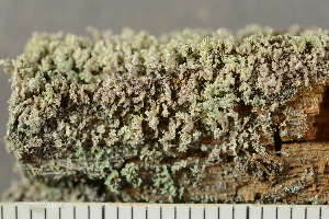  ( - O-L-246791)  @11 [ ] by-nc (2025) Einar Timdal University of Oslo, Natural History Museum