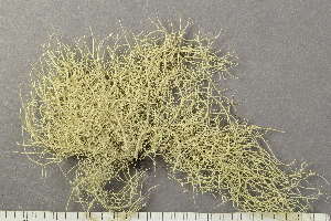  ( - O-L-246801)  @11 [ ] by-nc (2025) Einar Timdal University of Oslo, Natural History Museum