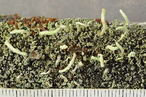  ( - O-L-246805)  @11 [ ] by-nc (2025) Einar Timdal University of Oslo, Natural History Museum