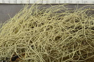  ( - O-L-246808)  @11 [ ] by-nc (2025) Einar Timdal University of Oslo, Natural History Museum